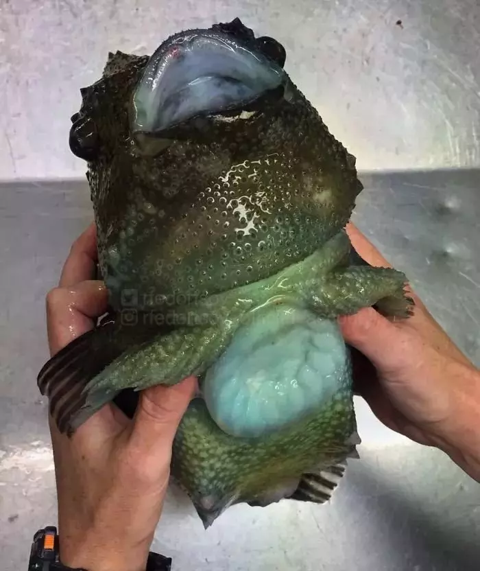 深海里有什麼恐怖生物?瑟瑟發抖……