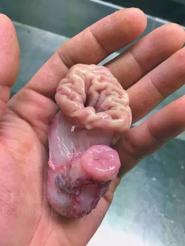 深海里有什麼恐怖生物?瑟瑟發抖……