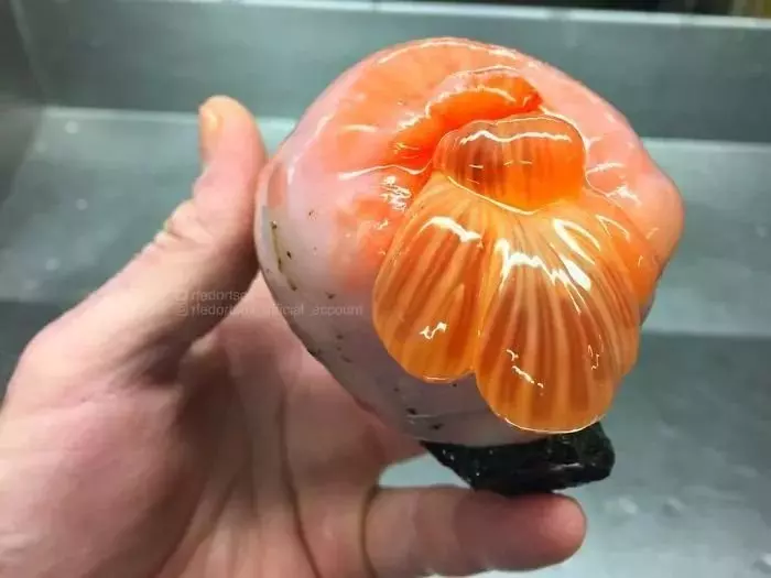 深海里有什麼恐怖生物?瑟瑟發抖……