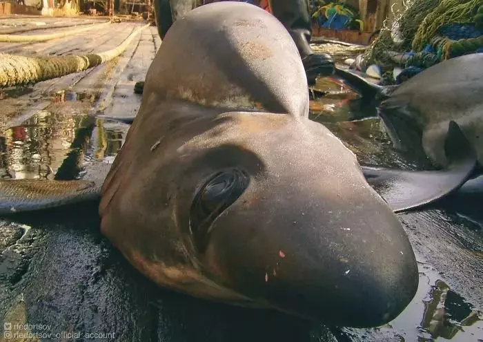 深海里有什麼恐怖生物?瑟瑟發抖……