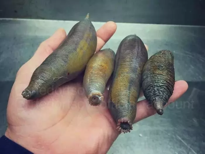 深海里有什麼恐怖生物?瑟瑟發抖……