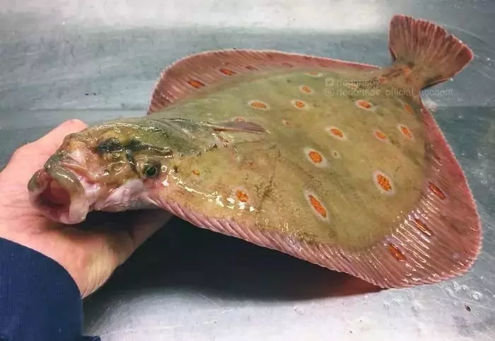 深海里有什麼恐怖生物?瑟瑟發抖……