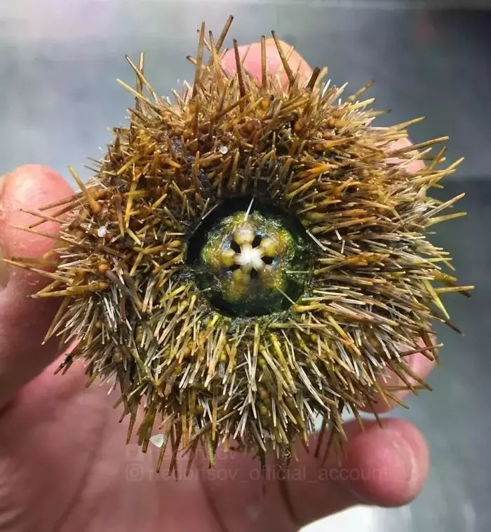 深海里有什麼恐怖生物?瑟瑟發抖……
