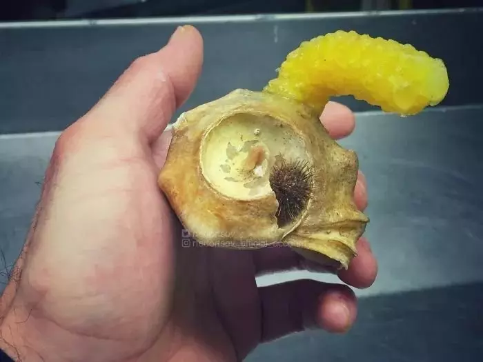 深海里有什麼恐怖生物?瑟瑟發抖……
