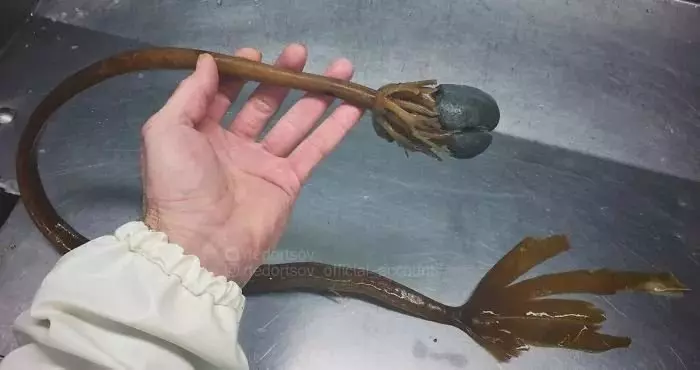 深海里有什麼恐怖生物?瑟瑟發抖……