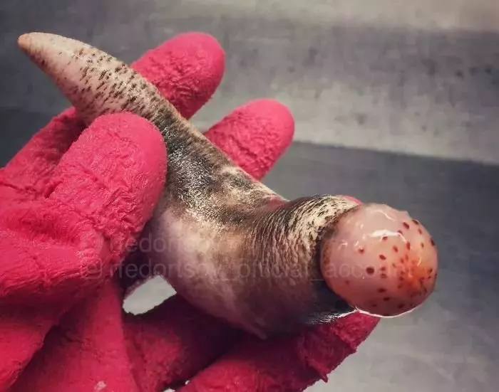 深海里有什麼恐怖生物?瑟瑟發抖……