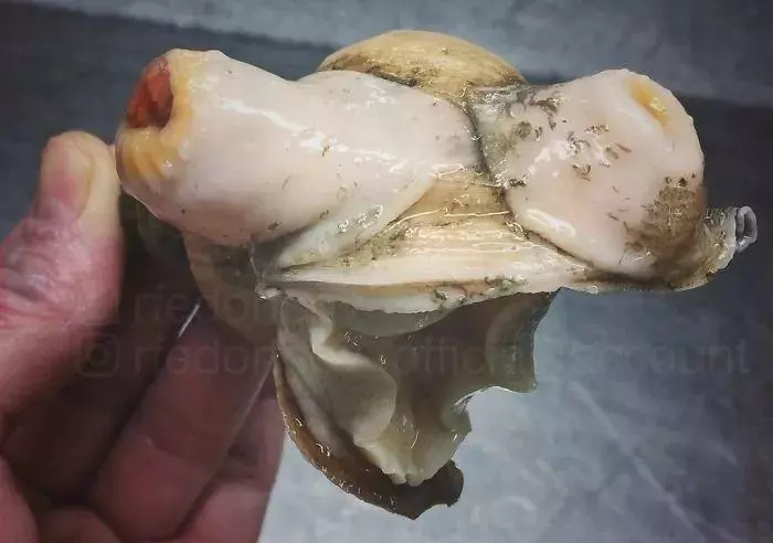 深海里有什麼恐怖生物?瑟瑟發抖……