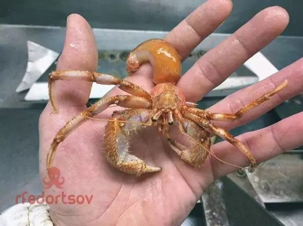 深海里有什麼恐怖生物?瑟瑟發抖……