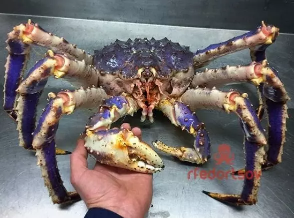 深海里有什麼恐怖生物?瑟瑟發抖……
