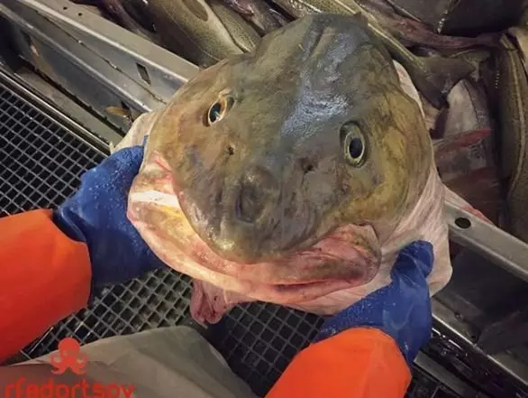 深海里有什麼恐怖生物?瑟瑟發抖……