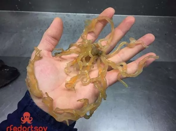 深海里有什麼恐怖生物?瑟瑟發抖……