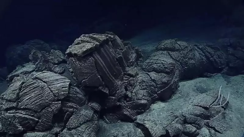 科學家在馬里亞納海溝8145米處,發現神奇生物,讓人大開眼界
