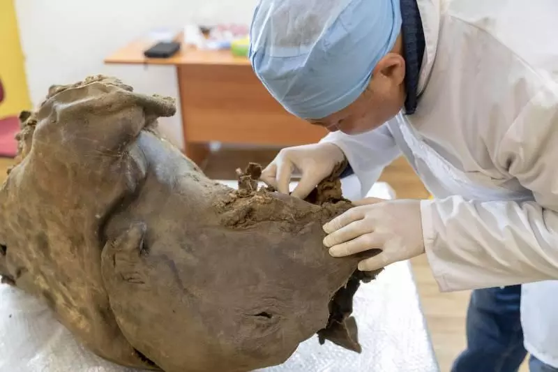 科學家挖出凍土裡的猛瑪象 震撼宣布「只差一步」20年內就能完全復活