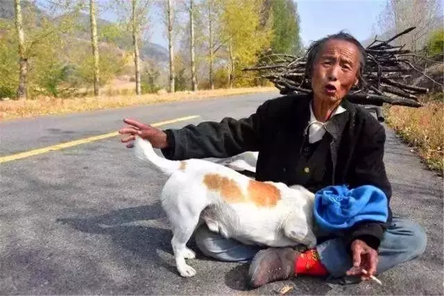 狗狗每天幫年老主人運柴,彼此相依為命,老人憂心狗狗未來