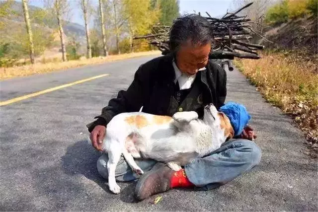 狗狗每天幫年老主人運柴,彼此相依為命,老人憂心狗狗未來