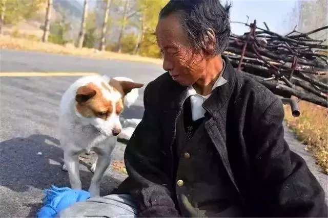狗狗每天幫年老主人運柴,彼此相依為命,老人憂心狗狗未來