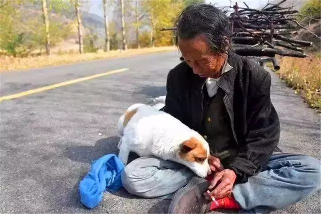 狗狗每天幫年老主人運柴,彼此相依為命,老人憂心狗狗未來