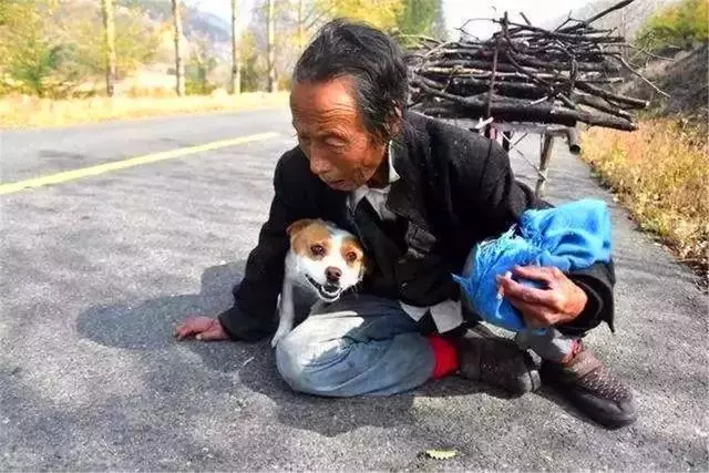 狗狗每天幫年老主人運柴,彼此相依為命,老人憂心狗狗未來