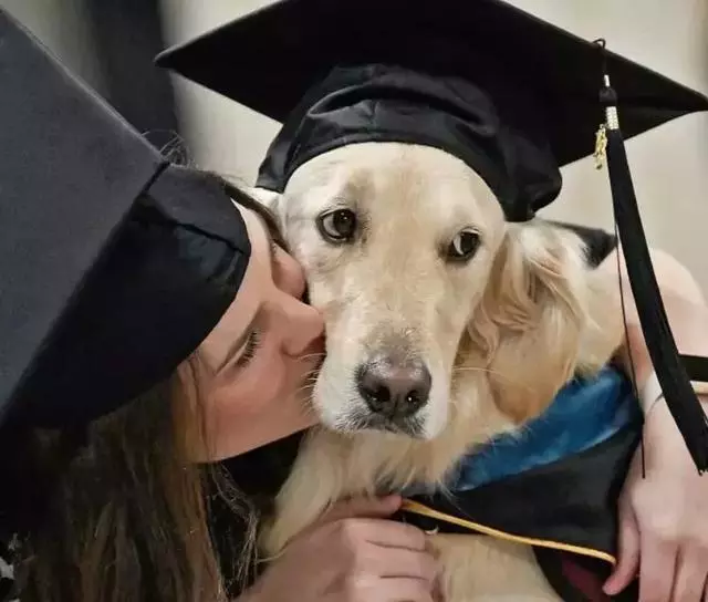 服務犬每天陪癱瘓主人上課,4年來沒有叫過一聲