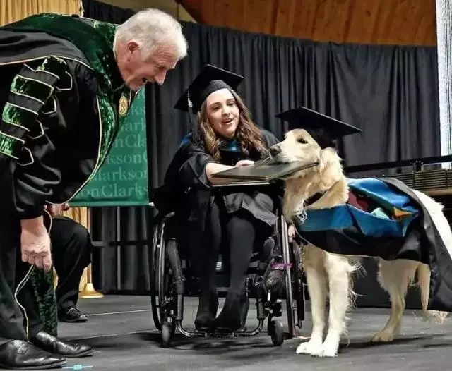服務犬每天陪癱瘓主人上課,4年來沒有叫過一聲