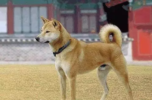 如果這些狗狗沒有被禁養