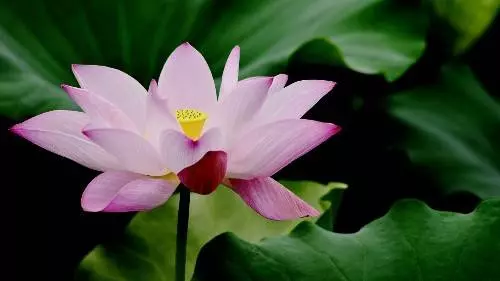 1月2號起財星高照,喜鵲登門報喜,好運紮堆的5大生肖!