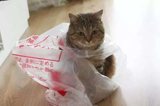 主人回家後發現花瓶被砸,生氣下將眾貓咪掛起,貓咪錶情樂壞主人