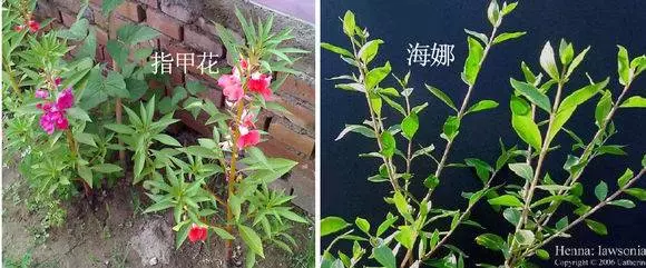 別再用化學染髮劑了,廚房這幾種「天然染髮劑」,不傷身體還省錢,顏色好漂亮