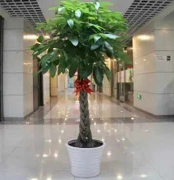 家裡養花別亂養,這3種花「養人又旺財」,而這種花是「大忌」,別忽視