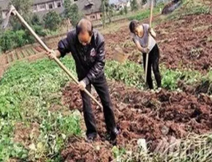 大爺菜地翻土,挖出「大量白色石頭」,被人高價收回,大爺卻突然感到心慌