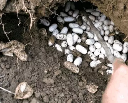 大爺菜地翻土,挖出「大量白色石頭」,被人高價收回,大爺卻突然感到心慌