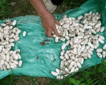 大爺菜地翻土,挖出「大量白色石頭」,被人高價收回,大爺卻突然感到心慌