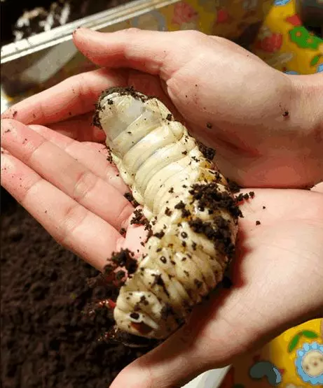 女子在野外見到一隻神秘的巨大白色幼蟲,等幼蟲長大後,驚喜來了