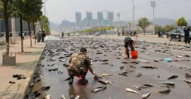 世界上最幸福的國家,每隔一陣就會「從天上掉魚」,運氣好能撿一頓海鮮大餐,不用辛苦勞作!