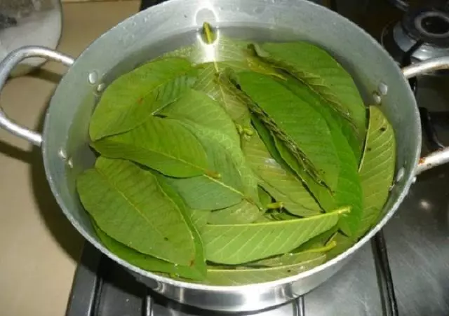 這種水果葉子竟然是頭髮救星,每天洗1次,一個月之後頭髮長得更濃密!太神奇了!!!