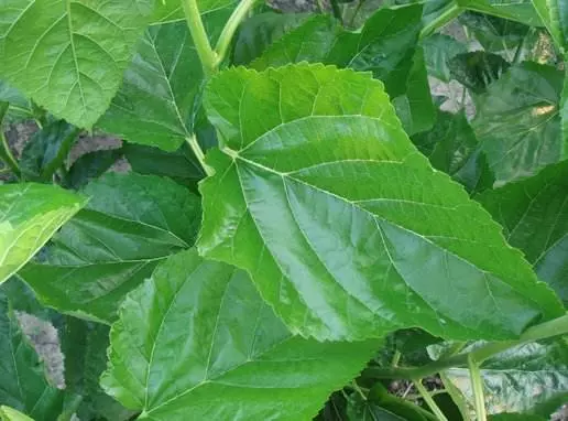 這種水果葉子竟然是頭髮救星,每天洗1次,一個月之後頭髮長得更濃密!太神奇了!!!