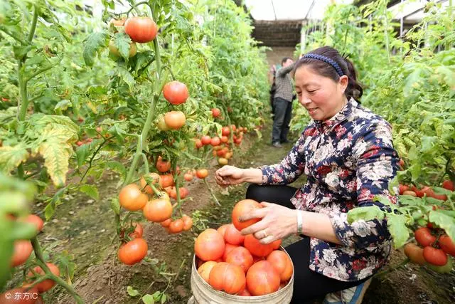 吃啥補啥不靠譜,這些健康食品才是好選擇,常吃從頭補到腳
