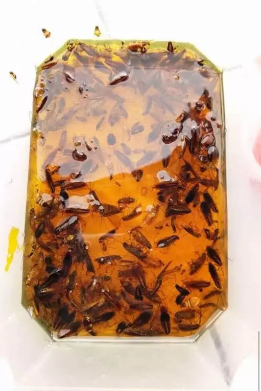 車裡出現蟑螂?網友教你一招「完美解決」!收藏起來以後一定有用到!