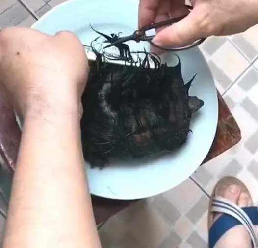 男子在海邊撿到一隻「綠毛龜」,將烏龜毛髮剪掉後,才知闖禍了!