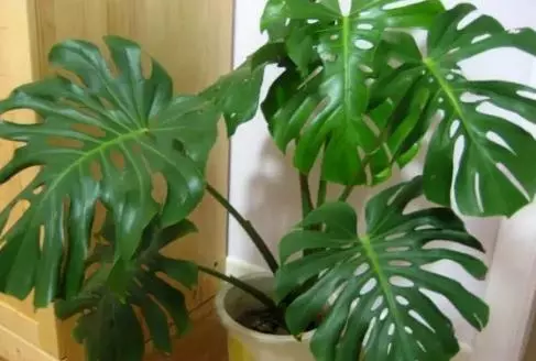 家裡再窮,也要擺上這幾種植物,越住越富有!