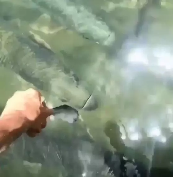肌肉男徒手餵食 魚兒游近發動「黑洞吸食法」連手也差點變糧食!