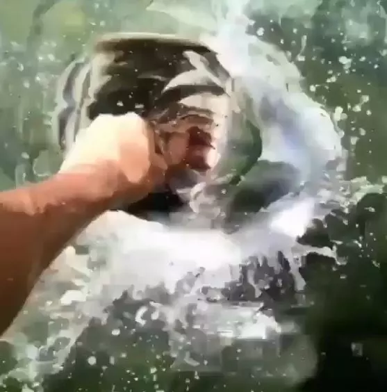 肌肉男徒手餵食 魚兒游近發動「黑洞吸食法」連手也差點變糧食!