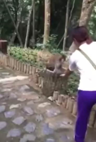 阿猴仔摸到榴槤癱軟 「崩潰懷疑猴生」:人類現在都吃這種東西了?