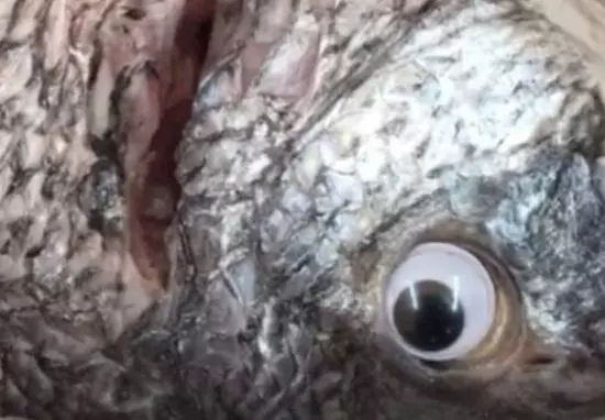 把客人當笨蛋!店家「魚眼上貼動動眼」騙hen新鮮 客:以為我們都瞎了?