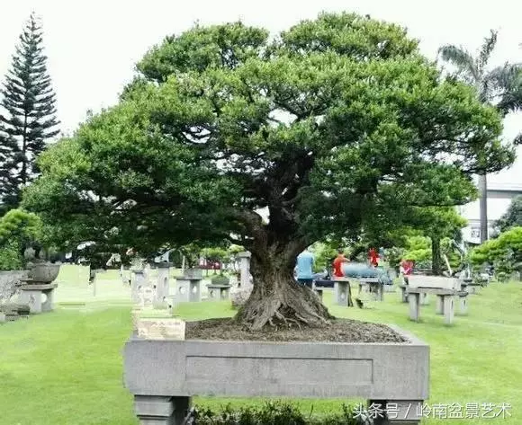 玩盆景急不來,放養很重要!