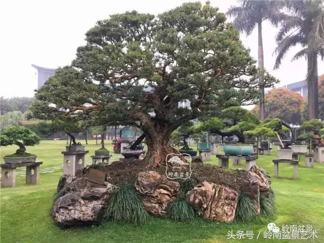 玩盆景急不來,放養很重要!
