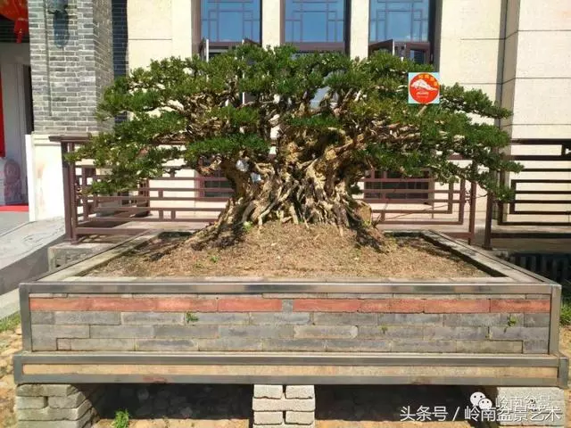 玩盆景急不來,放養很重要!