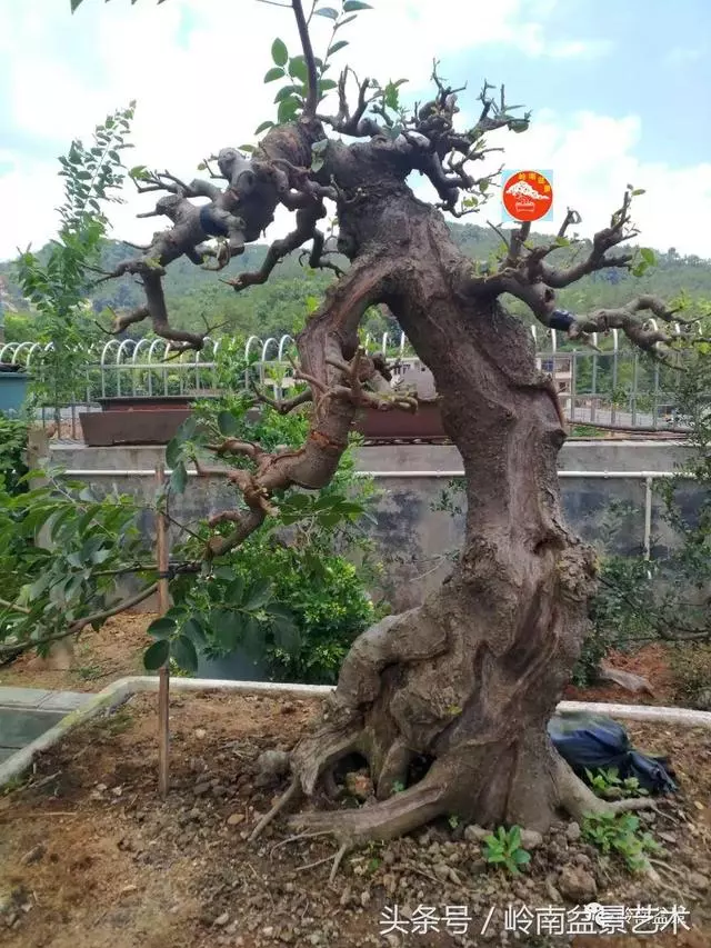 玩盆景急不來,放養很重要!