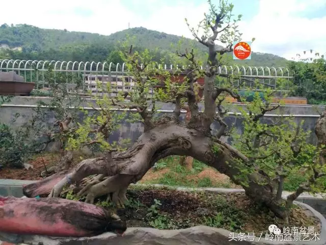 玩盆景急不來,放養很重要!