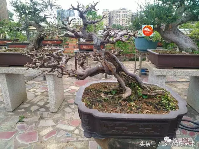 玩盆景急不來,放養很重要!
